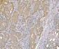 Anti-SND1 Antibody Picoband™ (monoclonal, 5F5E9)